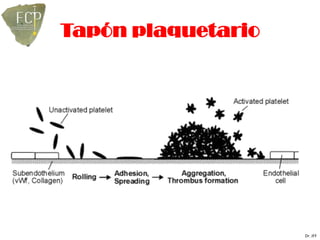 Tapón plaquetario




                    Dr. JFF
 