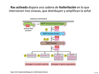 Ras activada dispara una cadena de fosforilación en la que
intervienen tres cinasas, que distribuyen y amplifican la señal




                                                                  Dr. JFF
 