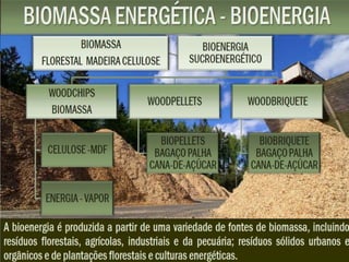 Em países de clima frio, os pinheiros são, em geral, a principal opção
de matéria-prima das indústrias de papel.
A maioria das empresas de produção de papel e celulose possuem
suas próprias reservas florestais,
 