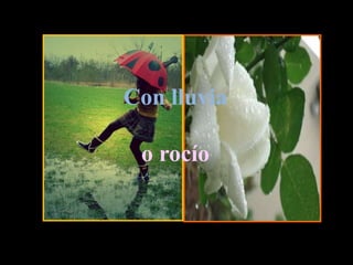 Con lluviao rocío