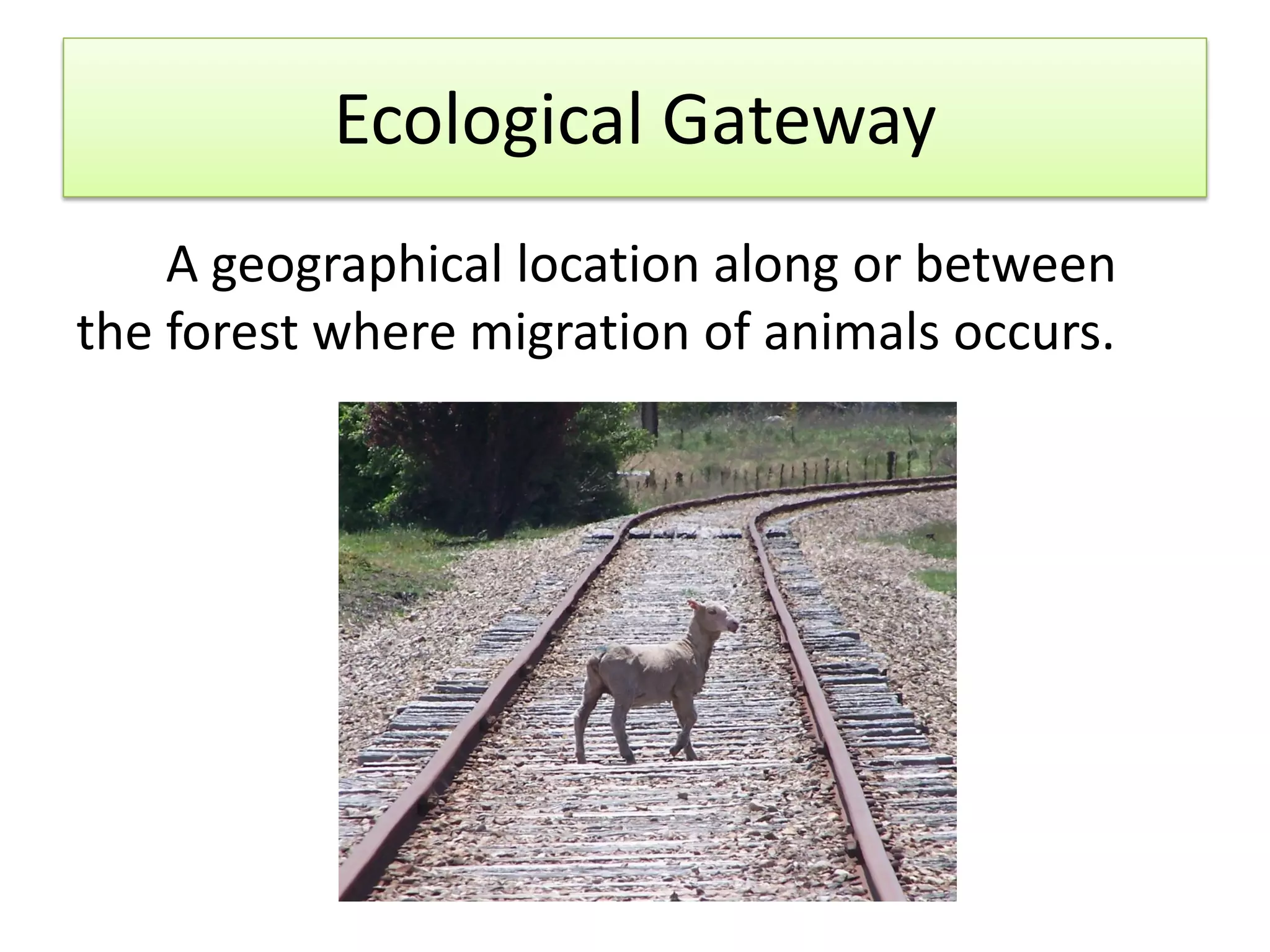 Ecological Gateway
A geographical location along or between
the forest where migration of animals occurs.

 