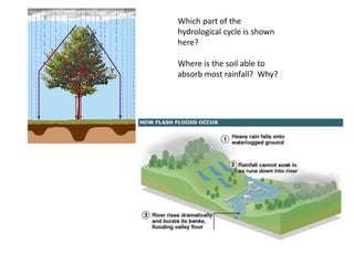 Which part of the
hydrological cycle is shown
here?
Where is the soil able to
absorb most rainfall? Why?
 