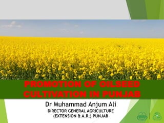 DIRECTOR GENERAL AGRICULTURE
(EXTENSION & A.R.) PUNJAB
PROMOTION OF OILSEED
CULTIVATION IN PUNJAB
Dr Muhammad Anjum Ali
 