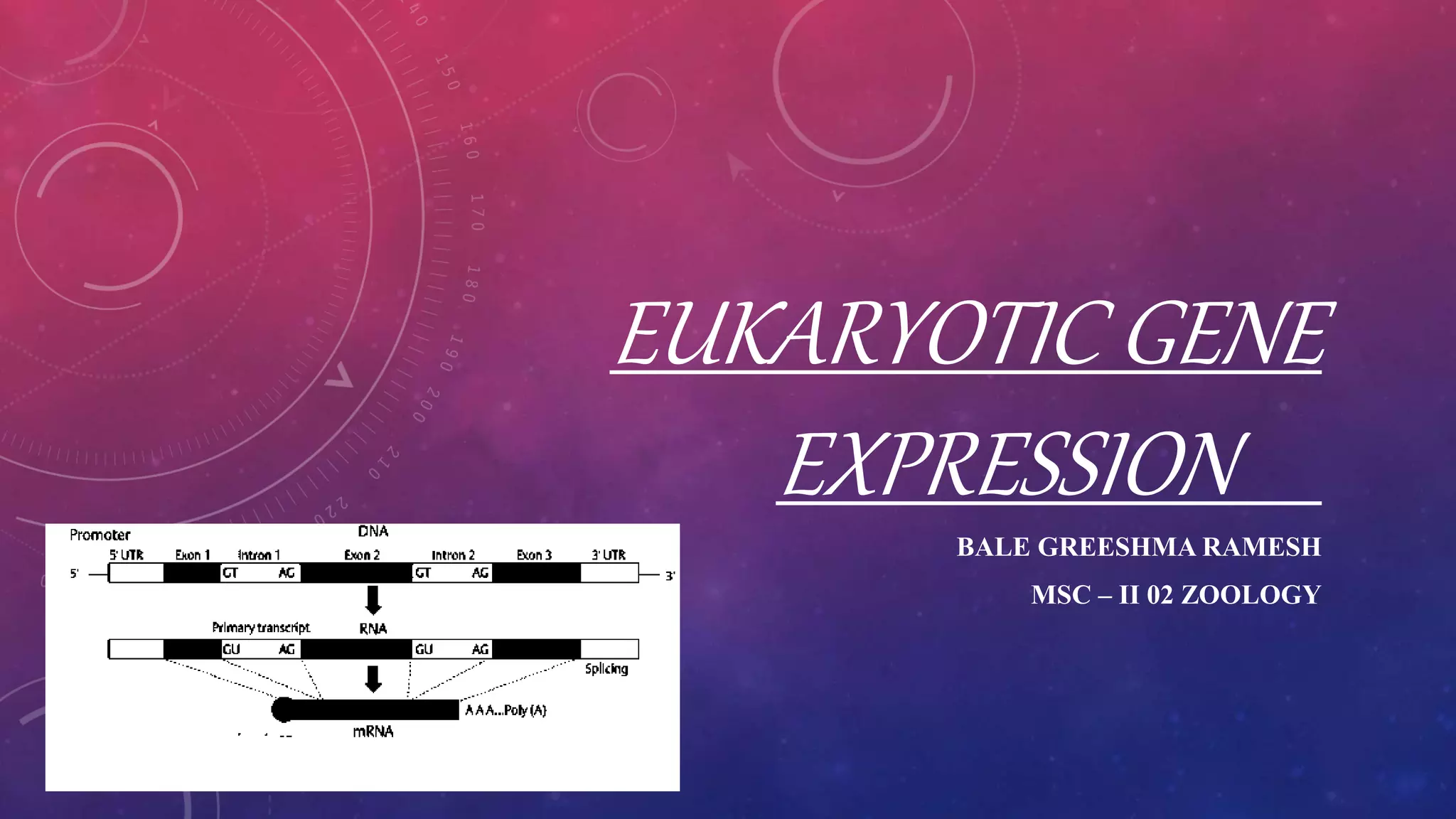 Paper 2 eukaryotic gene expression | PPT