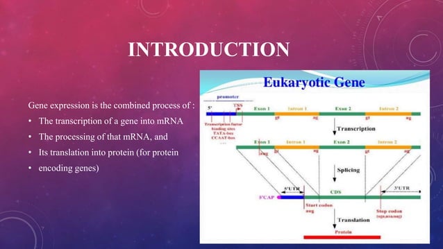 Paper 2 eukaryotic gene expression | PPT