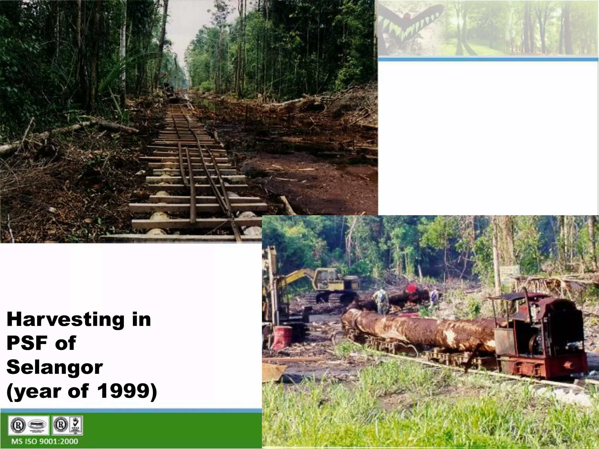 Sustainable Forestry And Reduced Impact Logging Practices of Peat Swamp ...