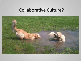 Collaborative Culture?
 