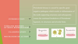 3
IN TR O D U C TI O N
TIM ELIN E H IS TO RY
O F R O O T BIO M O D IF IER S
C LA SS IF IC ATIO N
M E C H A N IS M O F AC T IO N
Periodontal disease is caused by specific gram
negative pathogens which results in inflammation of
the tooth-supporting structures and subsequently
causes the continued breakdown of Periodontal
ligament, its structures and alveolar bone.
 