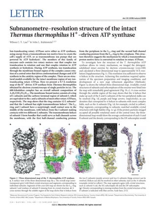 LETTER doi:10.1038/nature10699
Subnanometre-resolution structure of the intact
Thermus thermophilus H1
-driven ATP synthase
Wilson C. Y. Lau1,2
& John L. Rubinstein1,2,3
Ion-translocating rotary ATPases serve either as ATP synthases,
using energy from a transmembrane ion motive force to create the
cell’s supply of ATP, or as transmembrane ion pumps that are
powered by ATP hydrolysis1
. The members of this family of
enzymes each contain two rotary motors: one that couples ion
translocation to rotation and one that couples rotation to ATP
synthesis or hydrolysis. During ATP synthesis, ion translocation
through the membrane-bound region of the complex causes rota-
tion of a central rotor that drives conformational changes and ATP
synthesis in the catalytic region of the complex. There are no struc-
tural models available for the intact membrane region of any ion-
translocating rotary ATPase. Here we present a 9.7 A˚ resolution
map of the H1
-driven ATP synthase from Thermus thermophilus
obtained by electron cryomicroscopy of single particles in ice. The
600-kilodalton complex has an overall subunit composition of
A3B3CDE2FG2IL12. The membrane-bound motor consists of a ring
of L subunits and the carboxy-terminal region of subunit I, which
are equivalent to the c and a subunits of most other rotary ATPases,
respectively. The map shows that the ring contains 12 L subunits2
and that the I subunit has eight transmembrane helices3
. The L12
ring and I subunit have a surprisingly small contact area in the
middle of the membrane, with helices from the I subunit making
contacts with two different L subunits. The transmembrane helices
of subunit I form bundles that could serve as half-channels across
the membrane, with the first half-channel conducting protons
from the periplasm to the L12 ring and the second half-channel
conducting protons from the L12 ring to the cytoplasm. This struc-
ture therefore suggests the mechanism by which a transmembrane
proton motive force is converted to rotation in rotary ATPases.
To investigate how the structure of the T. thermophilus ATP
synthase allows its rotary mechanism, we imaged the detergent-
solubilized intact enzyme by electron cryomicroscopy (cryo-EM)
and calculated a three-dimensional map to approximately 10 A˚ reso-
lution (Supplementary Fig. 1). This resolution was sufficient to observe
a-helices in the structure. Achieving this resolution required optim-
ization of the specimen preparation and imaging conditions, and
development of a new map refinement algorithm (Methods).
Figure 1a shows the refined three-dimensional map. Available crystal
structures of subunits and subcomplexes of the enzyme were fitted into
the map with remarkably good agreement (Fig. 1b, c). A cross-section
through the soluble region of the map shows that the a-helices that
make up each of the E and G subunits of the two peripheral stalks can
be resolved (Fig. 1d, purple and beige arrows, respectively), as can
densities that correspond to a-helices in subunits with more complex
folds, such as the A subunits (Fig. 1d, for example, circled in yellow).
Map segments corresponding to subunits matched available crystal
structures with high fidelity (Fig. 1e–g). If the protein particles imaged
occupied all possible rotational states of the central rotor, the three-
dimensional map would show the average conformation of each A and
B subunit and the density corresponding to the DF subcomplex would
1
Molecular Structure and Function Program, The Hospital for Sick Children Research Institute, 555 University Avenue, Toronto, Ontario M5G 1X8, Canada. 2
Department of Biochemistry, The University of
Toronto, Ontario M5S 1A8, Canada. 3
Department of Medical Biophysics, The University of Toronto, Ontario M5G 2M9, Canada.
d
e
f gc
90°
I
L-ring
G
E
C
D
F
A
B
A
G
E
D
F
ba
Figure 1 | Three-dimensional map of the T. thermophilus ATP synthase.
a, A surface view of the three-dimensional map. b, c, The overall map (semi-
transparent grey) with fitted crystal structures and segments corresponding to
individual subunits. Segments of the cryo-EM map are shown for the L12 ring,
subunit I and residues of subunit D missing from its crystal structure. d, A
cross-section through the soluble region of the map shows that a-helices from
the two E subunits (purple arrows) and two G subunits (beige arrows) can be
resolved. Helices can also be resolved in other subunits, such as the A subunits
(example circled in yellow). The map segments agree with crystal structures,
such as subunit A (e), the EG subcomplex (f) and the DF subcomplex
(g). Density corresponding to missing residues from the crystal structure of the
D subunit is indicated with blue arrows. Scale bars, 25 A˚.
2 1 4 | N A T U R E | V O L 4 8 1 | 1 2 J A N U A R Y 2 0 1 2
Macmillan Publishers Limited. All rights reserved©2012
 