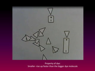 Property of dye:
Smaller- rise up faster than the bigger dye molecule
 