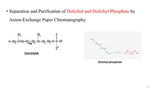 • Separation and Purification of Dolichol and Dolichyl Phosphate by
Anion-Exchange Paper Chromatography
Dolichyl phosphate
31
 