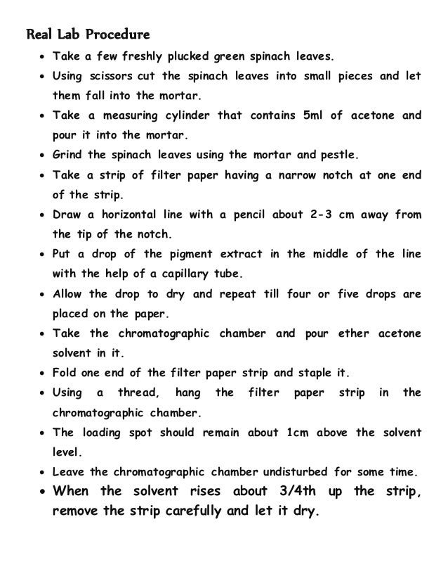 Paper chromatography of spinach leaf