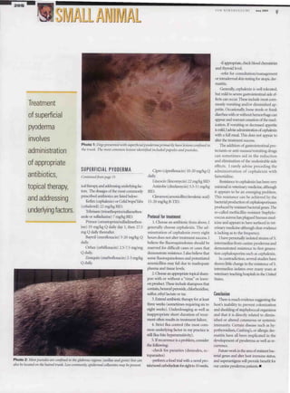 Paper Dermatite Superficial