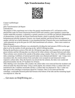 Pglo Transformation Essay
Connor Lauffenburger
3/17/13
pGlo Transformation Lab Report
I Introduction
The purpose of this experiment was to show the genetic transformation of E. coli bacteria with a
plasmid that codes for Green Fluorescent Protein (GFP) and contains a gene regulatory system that
confers ampicillin resistance. A plasmid is a genetic structure in a cell that can replicate independently
of chromosomes. In this lab, the Green Fluorescent Protein, which is typically found in the
bioluminescent jellyfish Aequorea Victoria, was cloned, purified, and moved from one organism to
another with the use of pGlo plasmids. It was hypothesized that if bacteria that were transformed with
+pGlo plasmids are given the gene for GFP, then transformed cell colonies ... Show more content on
Helpwriting.net ...
Next, the transformation efficiency was calculated by dividing the total amount of DNA on the agar
plate in μl by the number of cells growing on the +pGLO LB/amp/ara plate.
During the purification section of this lab, the LB/amp/ara agar plate was examined for well isolated
green colonies and the LB/amp plate was observed for white colonies with space between each other.
These colonies were circled on the outside of the plates using a marker. Next, two 15 milliliter culture
tubes containing 2 milliliters of nutrient growth media were obtained and labeled + and . Using a new
inoculation tube, the circled colonies from each plate were scooped out and immersed in their
respective culture tubes. Once the bacteria was mixed into the solution, the tubes were sealed and
placed horizontally into the 32⁰ incubator for 24 hours.
After labeling a new microtube with a marker, the culture tubes were removed from the incubator and
observed under the ultraviolet lamp. Using a sterile pipette, the contents of the (+) culture tube were
transferred to the 2 milliliter mictrotube and the ( ) culture tube was disposed of. The (+) tube was
then spun in the centrifuge at maximum speed for 5 minutes. Once it was removed from the
centrifuge, a noticeable bacterial pellet had formed at the bottom of the tube and the remaining liquid
was disposed of. After the
... Get more on HelpWriting.net ...
 