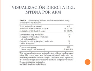 VISUALIZACIÓN DIRECTA DEL
     MTDNA POR AFM
 
