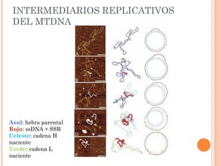 INTERMEDIARIOS REPLICATIVOS
 DEL MTDNA




Azul: hebra parental
Rojo: ssDNA + SSB
Celeste: cadena H
naciente
Verde: cadena L
naciente
 