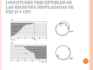 LONGITUDES PERCEPTIBLES DE
LAS REGIONES DESPLAZADAS DE
EXP-D Y GPC
 