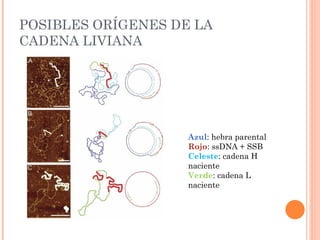 POSIBLES ORÍGENES DE LA
CADENA LIVIANA




                    Azul: hebra parental
                    Rojo: ssDNA + SSB
                    Celeste: cadena H
                    naciente
                    Verde: cadena L
                    naciente
 