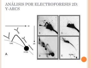 ANÁLISIS POR ELECTROFORESIS 2D:
Y-ARCS
 