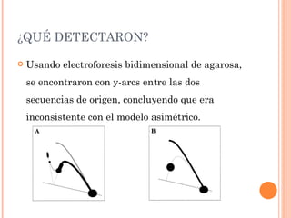 ¿QUÉ DETECTARON?

   Usando electroforesis bidimensional de agarosa,
    se encontraron con y-arcs entre las dos
    secuencias de origen, concluyendo que era
    inconsistente con el modelo asimétrico.
 