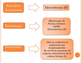 Estudios      Electroforesis 2D
Anteriores


                 -Microscopía de
                 Fuerza Atómica
Estrategia            (AFM)
                -Electroforesis 2D




                 -Sólo se evidencia la
                    replicación por
Resultado          desplazamiento
s             -Se reveló la presencia de
             orígenes alternativos de la
                  cadena liviana (L)
 