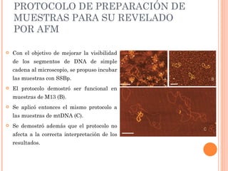 PROTOCOLO DE PREPARACIÓN DE
    MUESTRAS PARA SU REVELADO
    POR AFM

   Con el objetivo de mejorar la visibilidad
    de los segmentos de DNA de simple
    cadena al microscopio, se propuso incubar
    las muestras con SSBp.
   El protocolo demostró ser funcional en
    muestras de M13 (B).
   Se aplicó entonces el mismo protocolo a
    las muestras de mtDNA (C).
   Se demostró además que el protocolo no
    afecta a la correcta interpretación de los
    resultados.
 