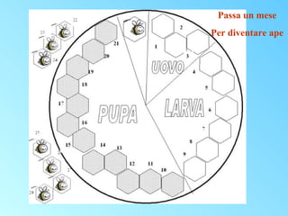 Passa un mese
Per diventare ape

 