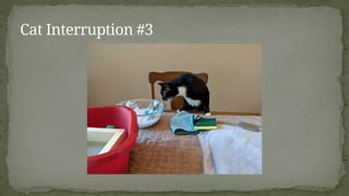 Cat Interruption #3
 
