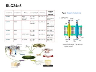 SLC24a5
 