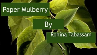 Paper Mulberry
Rohina Tabassam
By
 