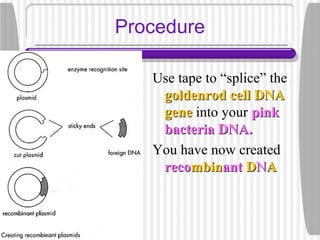 Procedure
Use tape to “splice” the
goldenrod cell DNAgoldenrod cell DNA
genegene into your pinkpink
bacteria DNA.bacteria DNA.
You have now created
recorecombinmbinantant DDNNAA
 