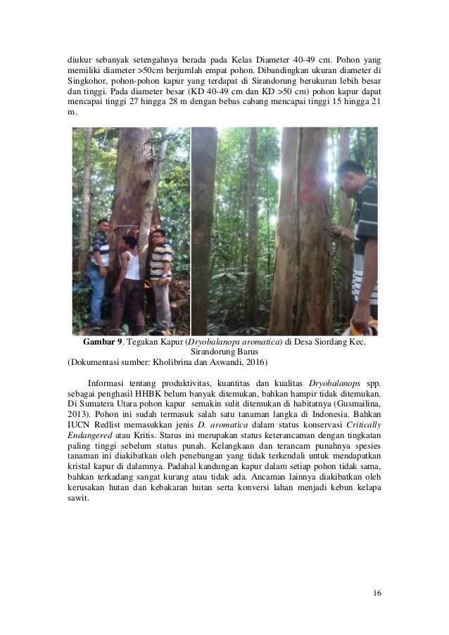 Contoh Teks Laporan Hasil Observasi Tumbuhan Damar