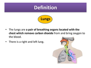 Definition
Lungs
• The lungs are a pair of breathing organs located with the
chest which remove carbon dioxide from and bring oxygen to
the blood.
• There is a right and left lung.
 