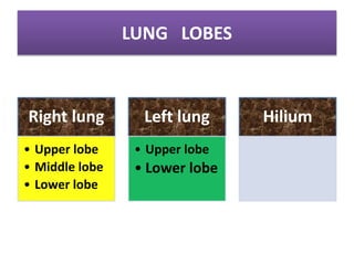 LUNG LOBES
Right lung
• Upper lobe
• Middle lobe
• Lower lobe
Left lung
• Upper lobe
• Lower lobe
Hilium
 