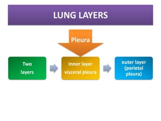 LUNG LAYERS
Two
layers
Inner layer
visceral pleura
outer layer
(parietal
pleura)
Pleura
 