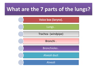What are the 7 parts of the lungs?
Voice box (larynx).
Lungs .
Trachea (windpipe)
Bronchi .
Bronchioles .
Alveoli duct
Alveoli
 