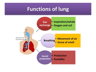 Functions of lung
Gas
exchange
• Inspiration/exhale
• Oxygen and co2
Breathing
• Movement of air
• Sense of smell
Sound
production
• Production
• Humidity
 