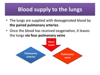 Blood supply to the lungs
• The lungs are supplied with deoxygenated blood by
the paired pulmonary arteries.
• Once the blood has received oxygenation, it leaves
the lungs via four pulmonary veins
Pulmonary
arteries
Pulmonary
veins
Blood
supply
 
