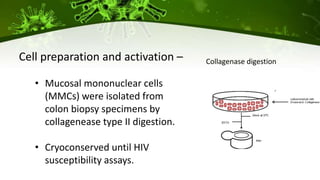 Collagenase digestionCell preparation and activation –
• Mucosal mononuclear cells
(MMCs) were isolated from
colon biopsy specimens by
collagenease type II digestion.
• Cryoconserved until HIV
susceptibility assays.
 