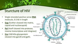 Sturcture of HIV
• Single-stranded positive sense RNA
molecule, 9.5 kb in length
• Gag (further cleaved into matrix,
capsid and nucleocapsid)
• Pol (itself cleaved into protease,
reverse transcriptase and integrase)
• Env (160 kDa glycoprotein
cleaved into gp120 and gp41.
 