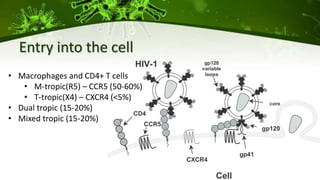 Entry into the cell
• Macrophages and CD4+ T cells
• M-tropic(R5) – CCR5 (50-60%)
• T-tropic(X4) – CXCR4 (<5%)
• Dual tropic (15-20%)
• Mixed tropic (15-20%)
 