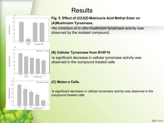 Results
Fig. 5. Effect of (2Z,8Z)-Matricaria Acid Methyl Ester on
(A)Mushroom Tyrosinase,

•No inhibition of in vitro mushroom tyrosinase activity was
observed by the isolated compound.

(B) Cellular Tyrosinase from B16F10

•a significant decrease in cellular tyrosinase activity was
observed in the compound treated cells

(C) Melan-a Cells.
•a significant decrease in cellular tyrosinase activity was observed in the
compound treated cells

 