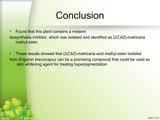 Conclusion
•

Found that this plant contains a melanin
biosynthesis inhibitor, which was isolated and identified as (2Z,8Z)-matricaria
methyl ester.
• These results showed that (2Z,8Z)-matricaria acid methyl ester isolated
from Erigeron breviscapus can be a promising compound that could be used as
skin whitening agent for treating hyperpigmentation.

 