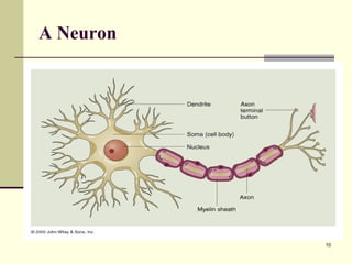 A Neuron 