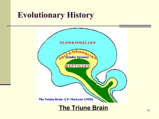 Evolutionary History The Triune Brain 