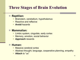 Three Stages of Brain Evolution Reptilian: Brainstem, cerebellum, hypothalamus Reactive and reflexive Avoid  hazards Mammalian: Limbic system, cingulate, early cortex Memory, emotion, social behavior Approach  rewards Human: Massive cerebral cortex Abstract thought, language, cooperative planning, empathy Attach  to “us” 
