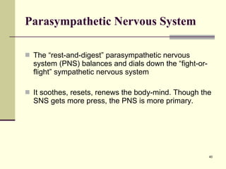 Parasympathetic Nervous System The “rest-and-digest” parasympathetic nervous system (PNS) balances and dials down the “fight-or-flight” sympathetic nervous system It soothes, resets, renews the body-mind. Though the SNS gets more press, the PNS is more primary. 