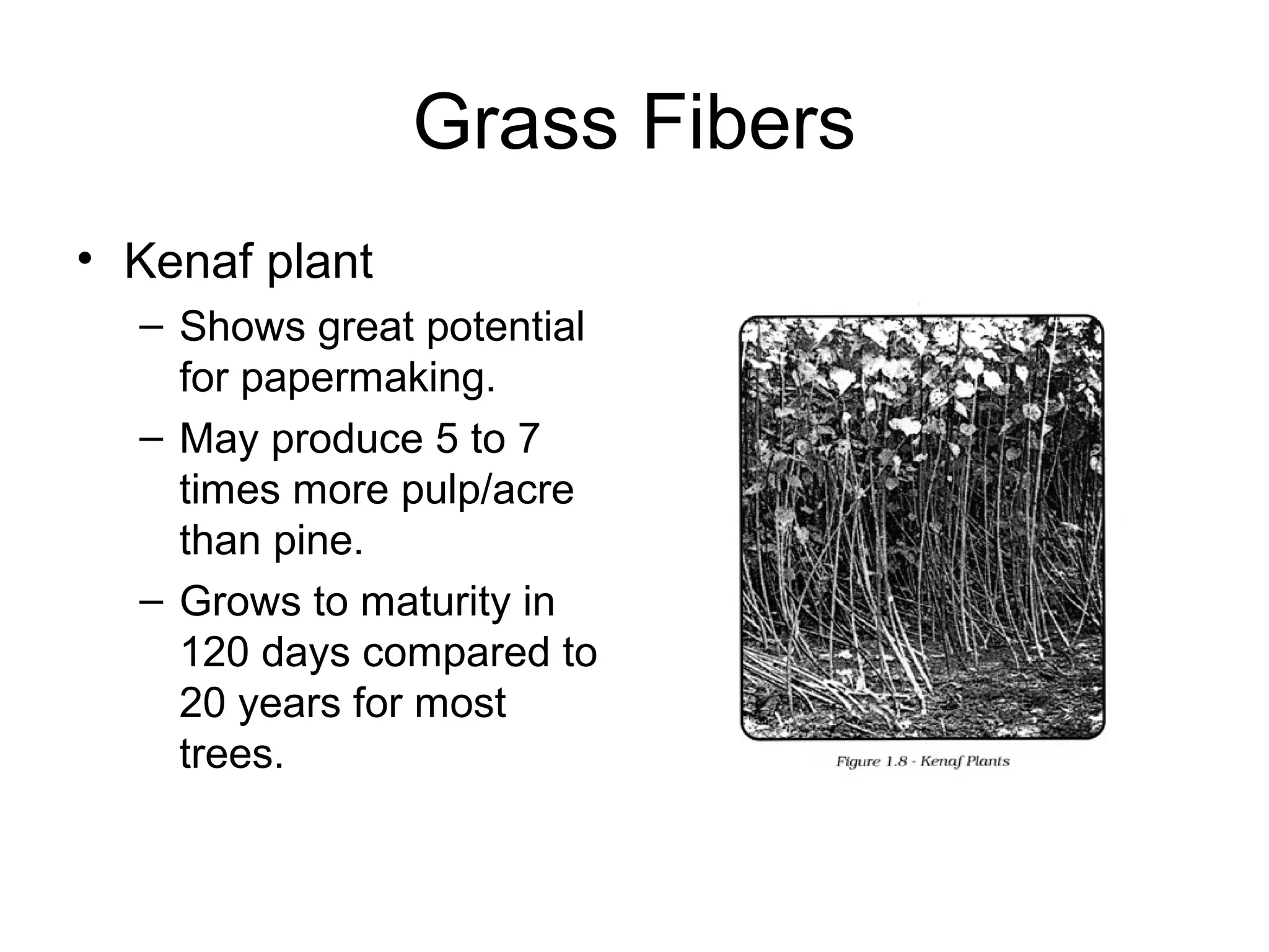 Grass Fibers
• Kenaf plant
– Shows great potential
for papermaking.
– May produce 5 to 7
times more pulp/acre
than pine.
– Grows to maturity in
120 days compared to
20 years for most
trees.

 