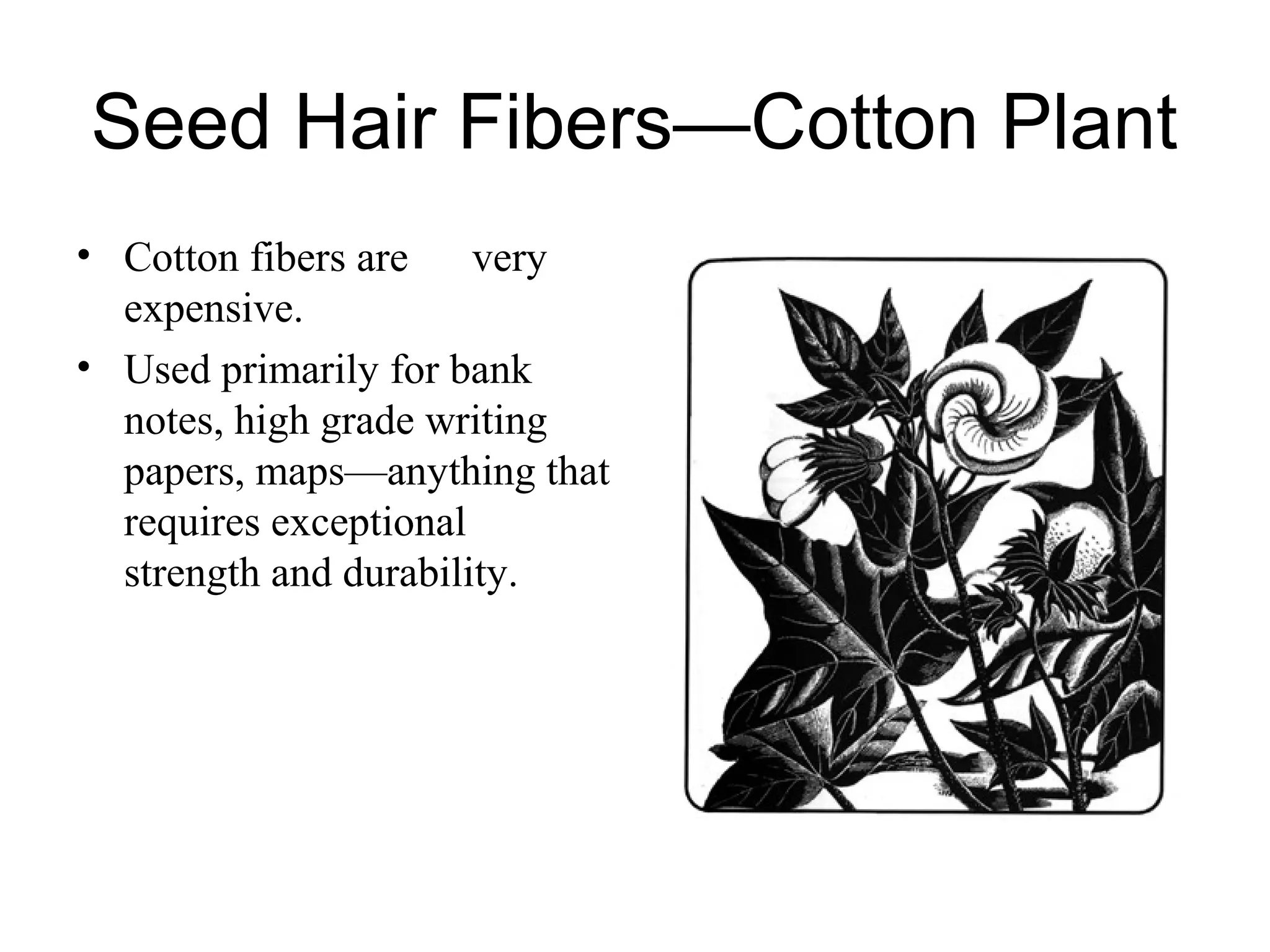 Seed Hair Fibers—Cotton Plant
• Cotton fibers are
very
expensive.
• Used primarily for bank
notes, high grade writing
papers, maps—anything that
requires exceptional
strength and durability.

 