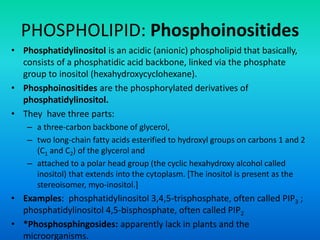 PHOSPHOLIPID: Phosphoinositides
• Phosphatidylinositol is an acidic (anionic) phospholipid that basically,
consists of a phosphatidic acid backbone, linked via the phosphate
group to inositol (hexahydroxycyclohexane).
• Phosphoinositides are the phosphorylated derivatives of
phosphatidylinositol.
• They have three parts:
– a three-carbon backbone of glycerol,
– two long-chain fatty acids esterified to hydroxyl groups on carbons 1 and 2
(C1 and C2) of the glycerol and
– attached to a polar head group (the cyclic hexahydroxy alcohol called
inositol) that extends into the cytoplasm. [The inositol is present as the
stereoisomer, myo-inositol.]
• Examples: phosphatidylinositol 3,4,5-trisphosphate, often called PIP3 ;
phosphatidylinositol 4,5-bisphosphate, often called PIP2
• *Phosphosphingosides: apparently lack in plants and the
microorganisms.
 